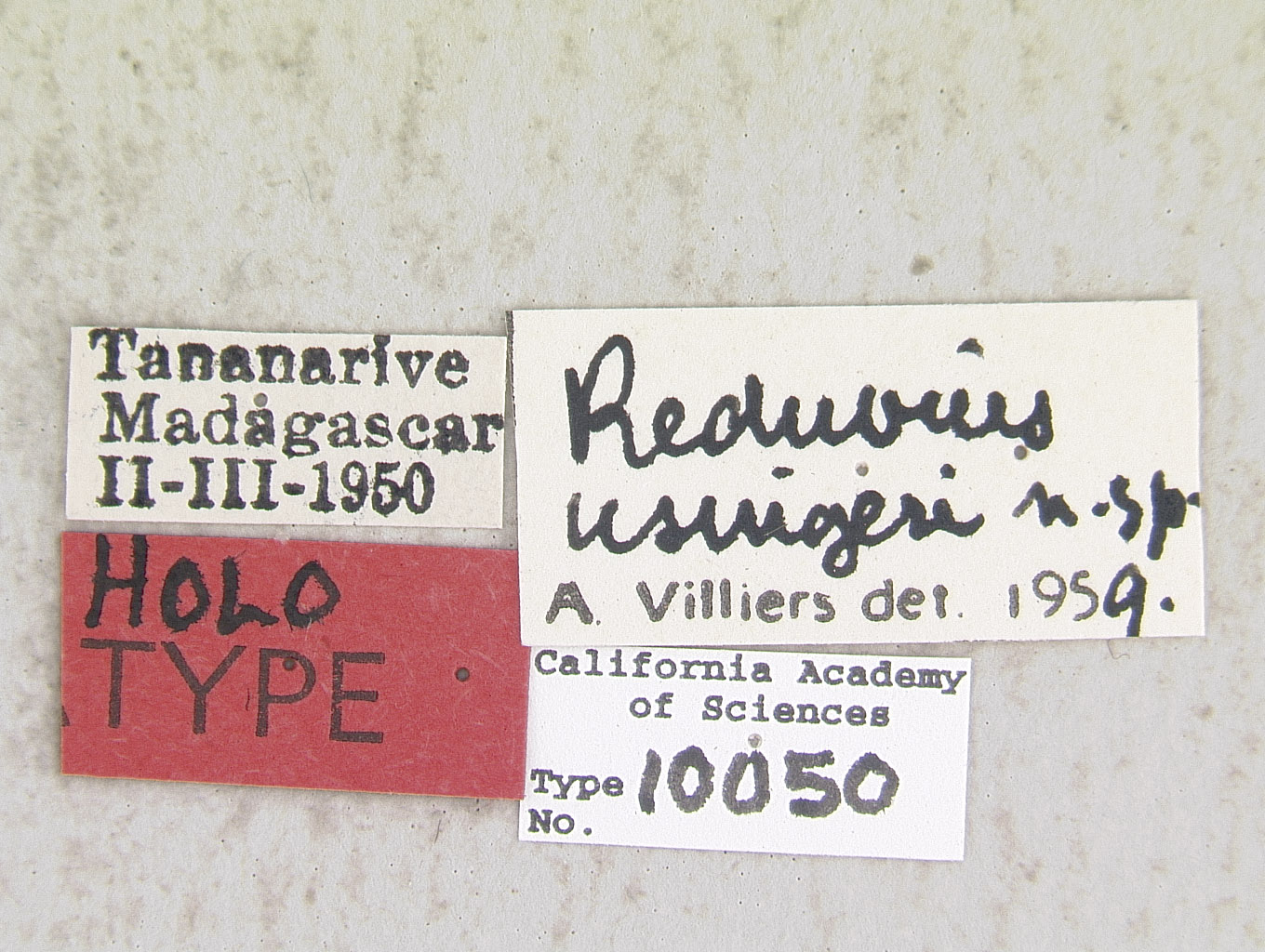 Reduvius usingeri image