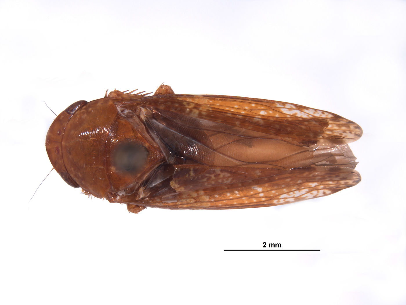 Folicana perula image