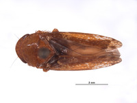 Image of Folicana perula
