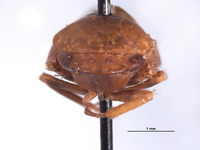 Folicana perula image