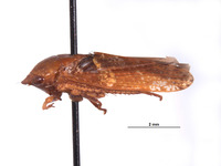 Folicana perula image
