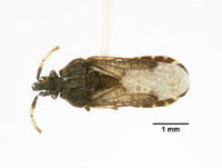 Aradus mexicanus image