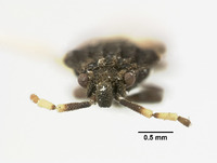 Aradus mexicanus image