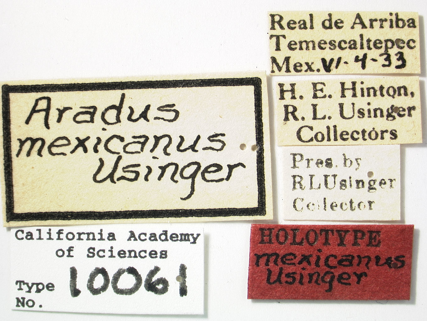 Aradus mexicanus image