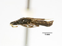 Aradus mexicanus image