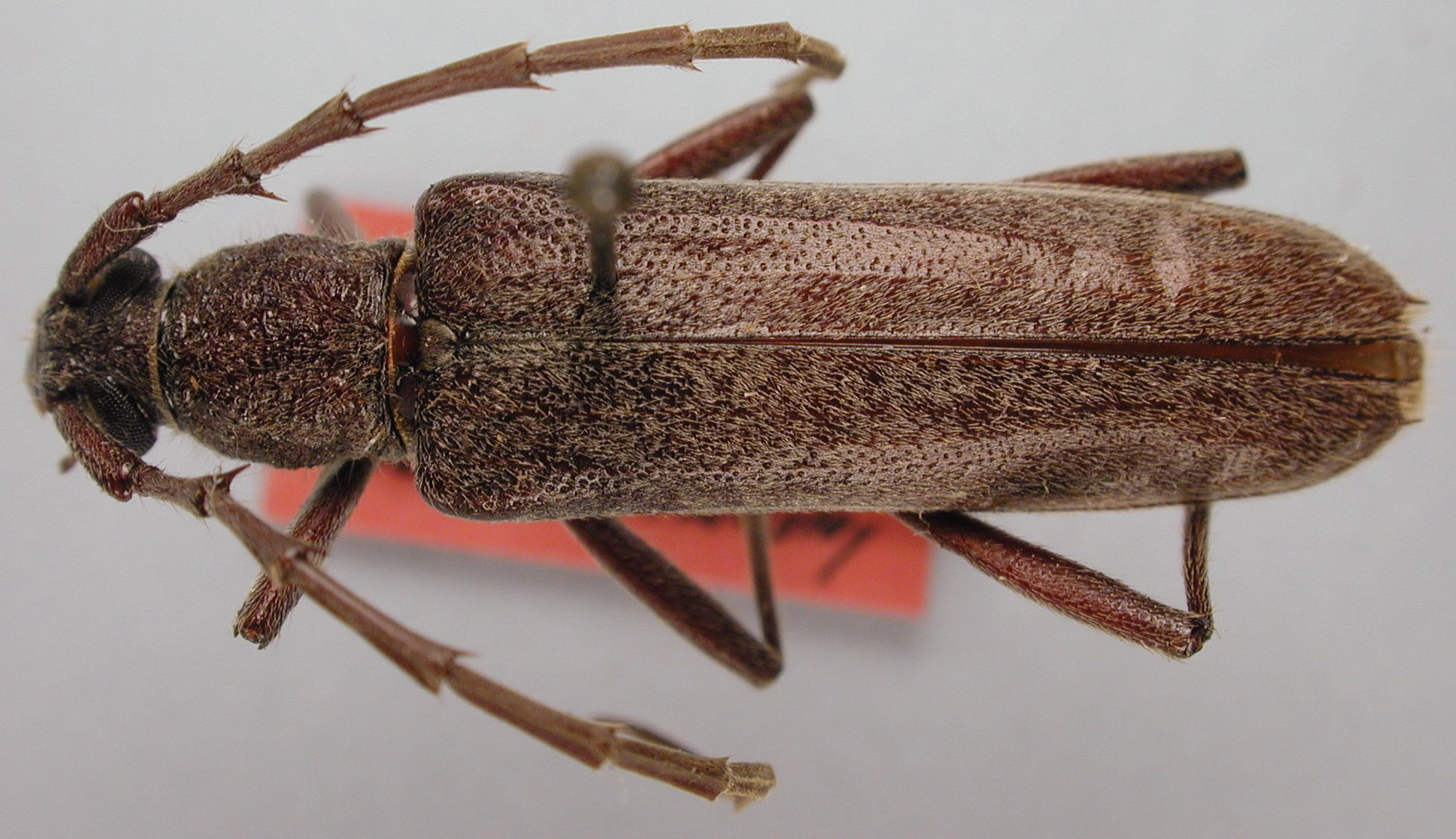 Aneflus maryannae image