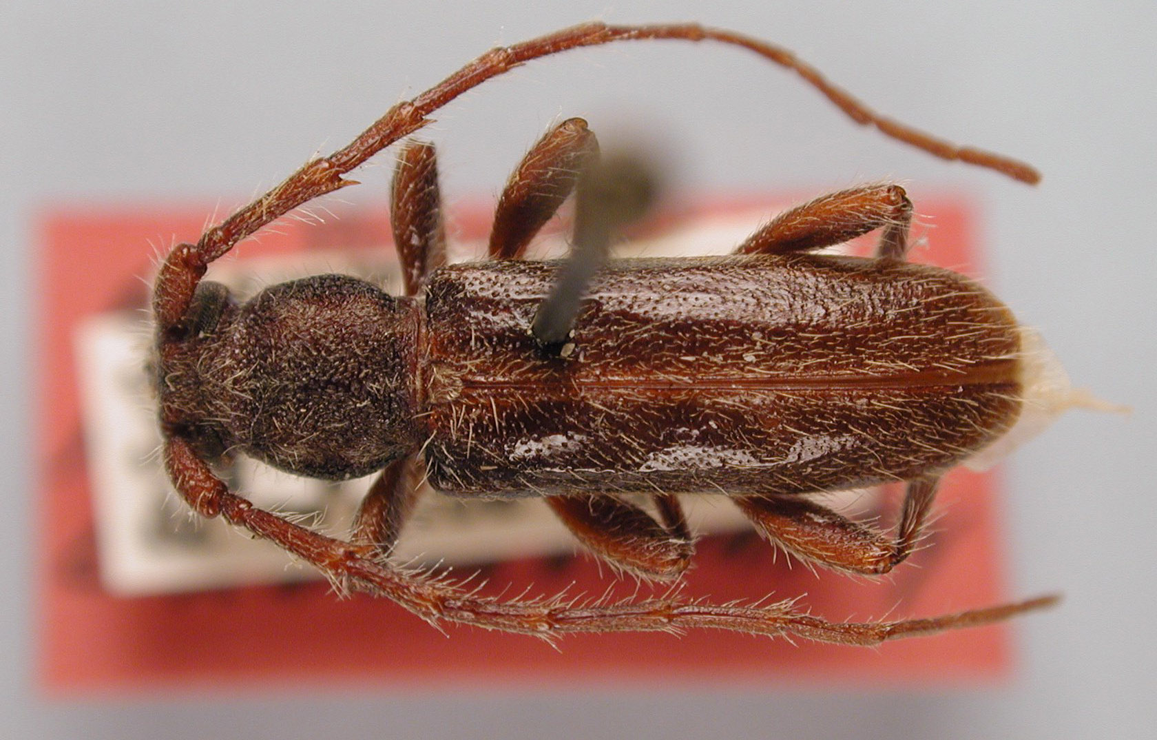 Anelaphus nitidipennis image