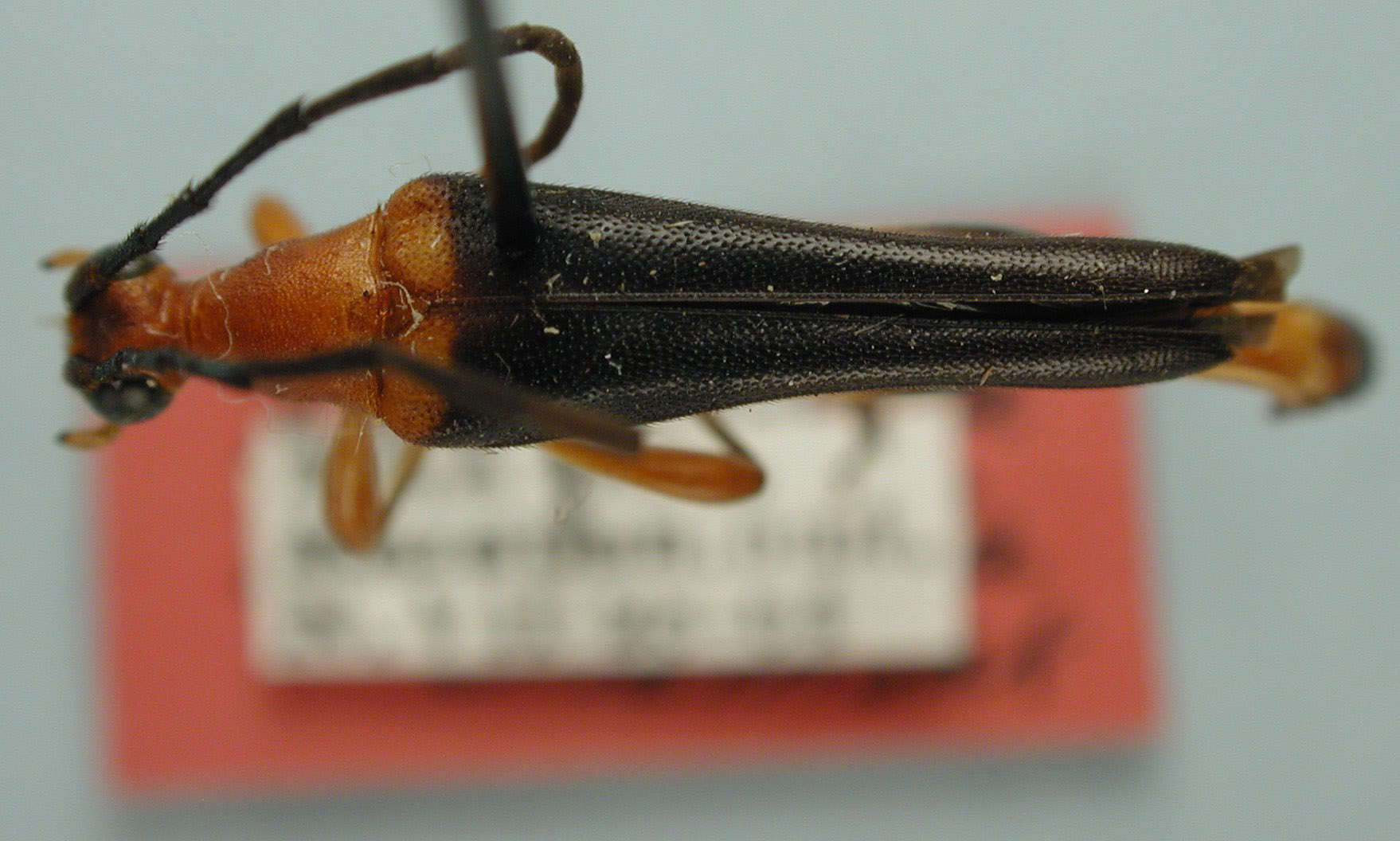 Strangalia bicolorella image