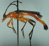 Strangalia bicolorella image