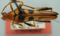 Image of Strangalia pulchra