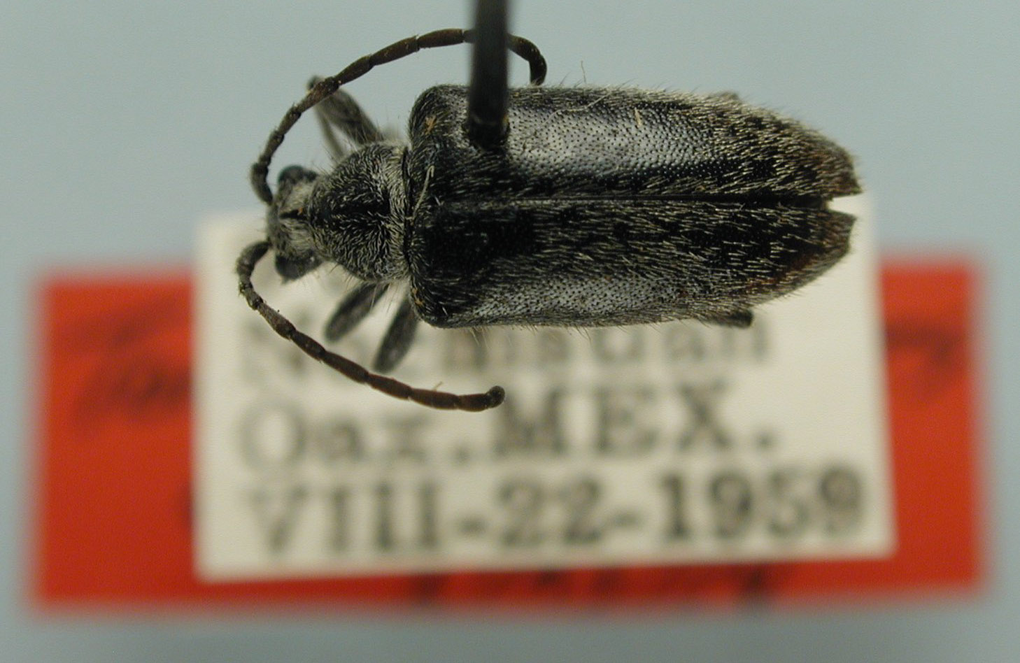 Tomentgaurotes plumbea image