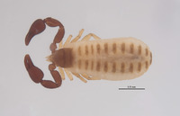 Parachernes indicus image
