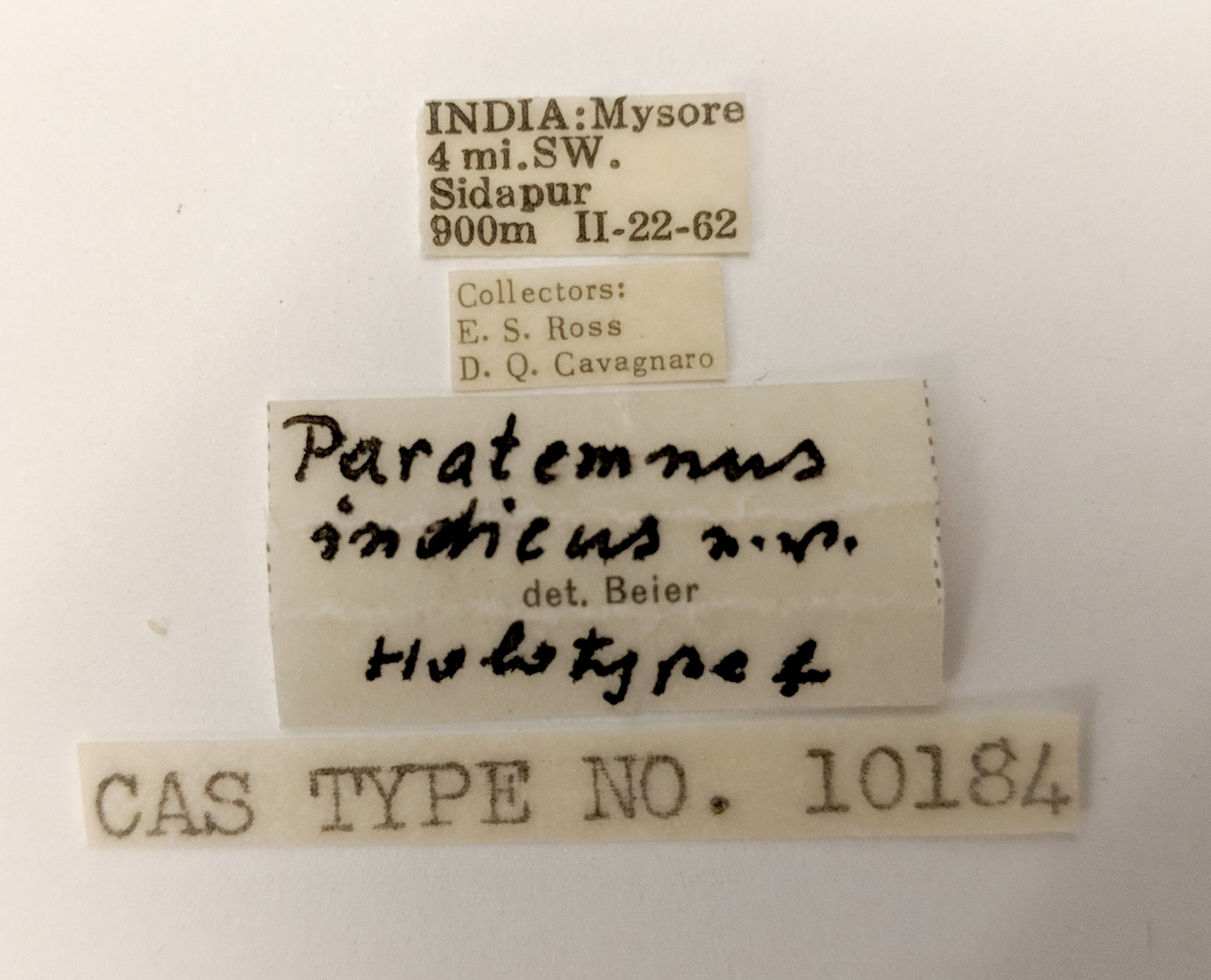 Parachernes indicus image