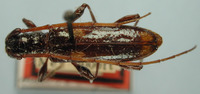 Image of Heterachthes leucoactius