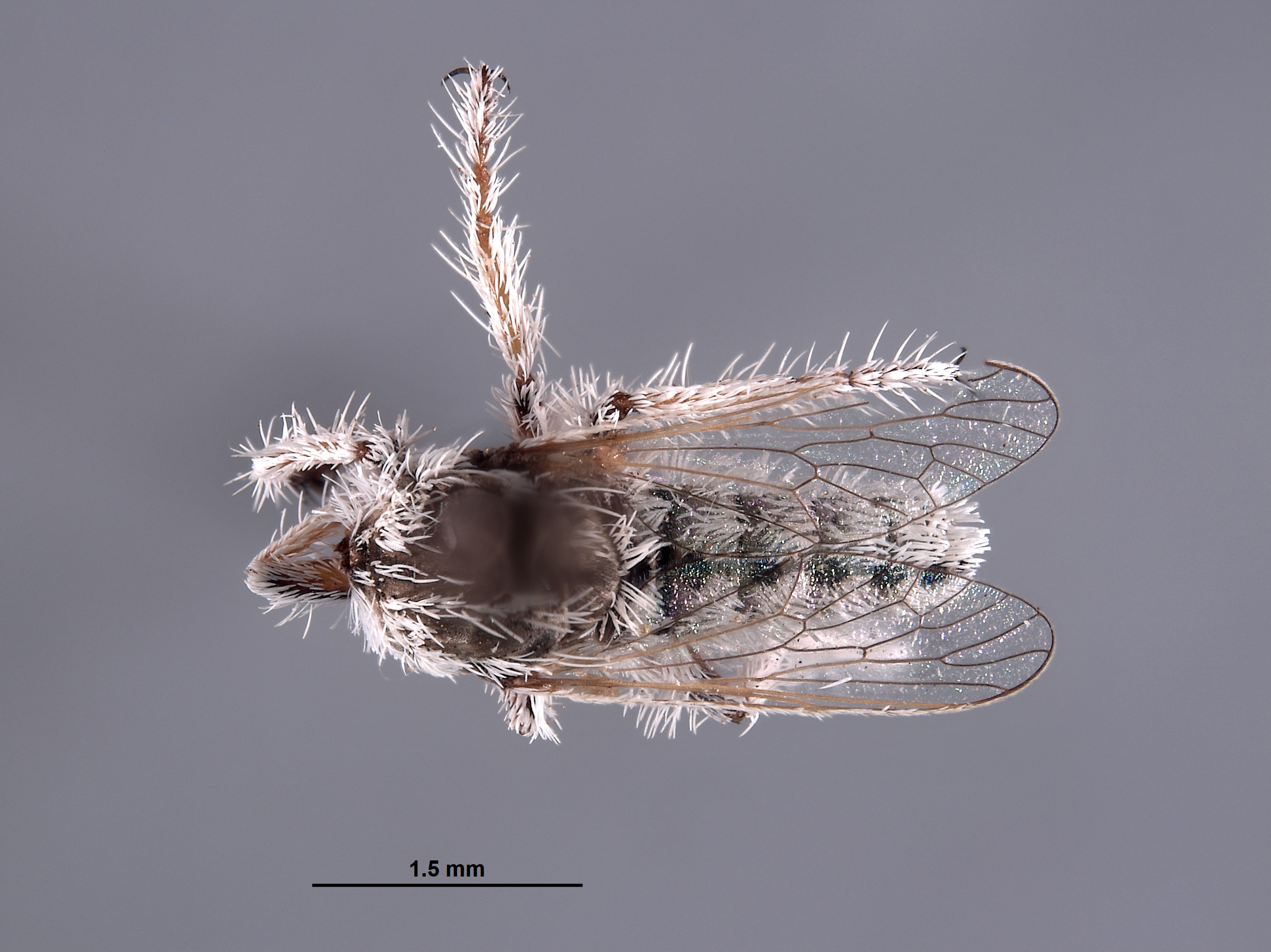 Ablautus schlingeri image