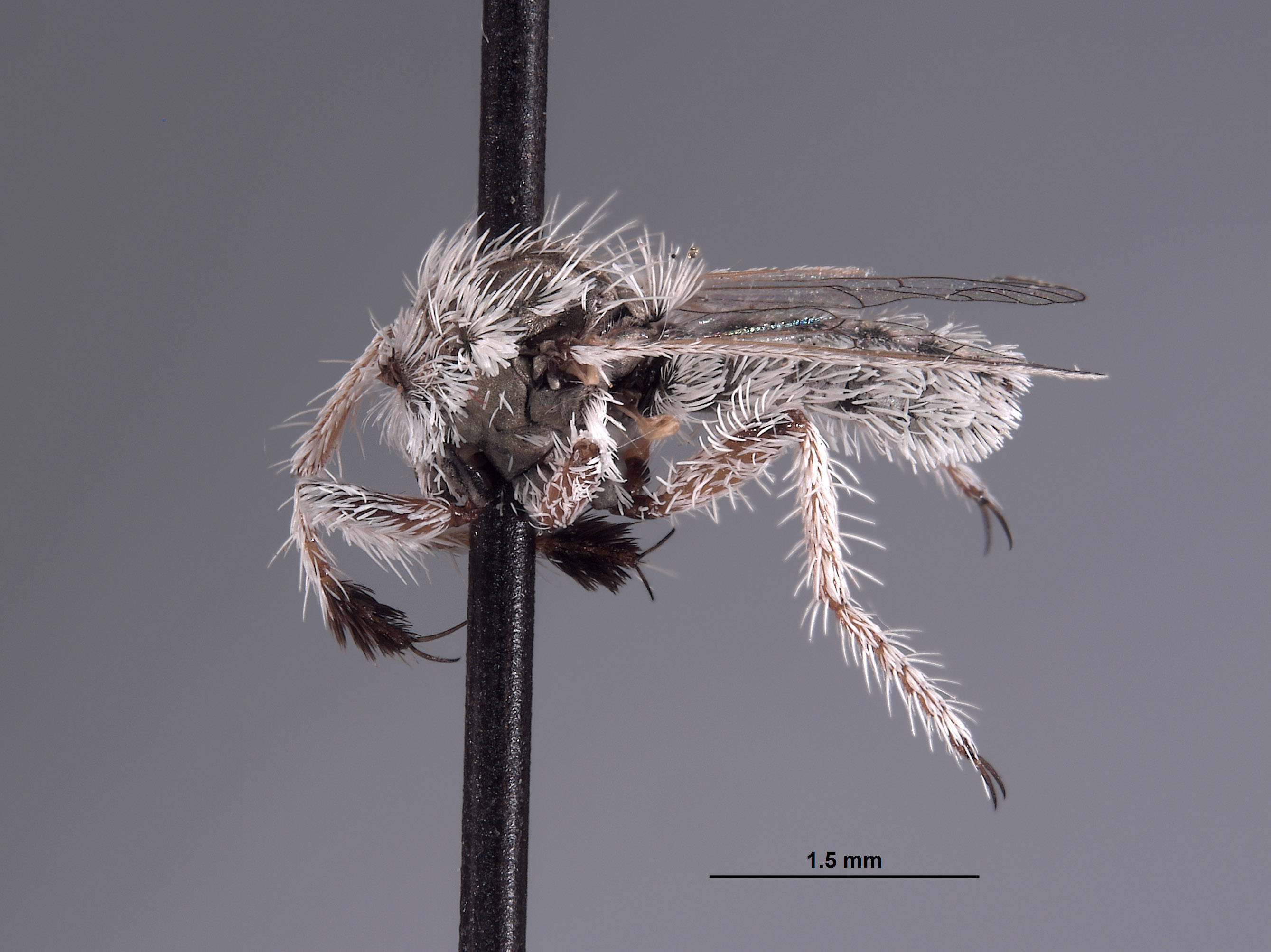 Ablautus schlingeri image