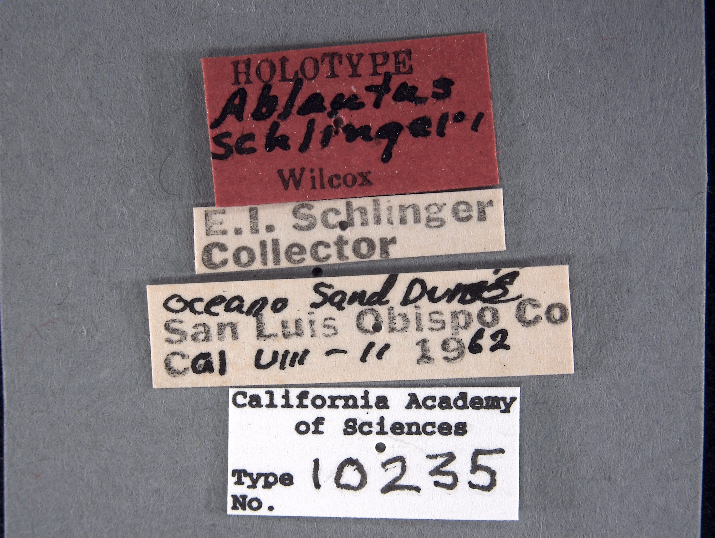 Ablautus schlingeri image