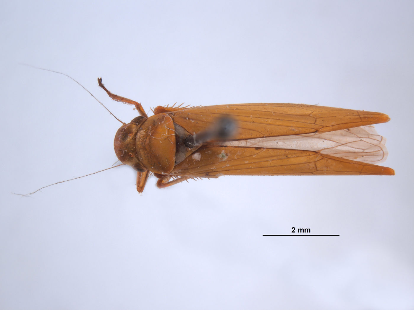 Paromenia rossi image