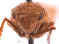 Paromenia rossi image