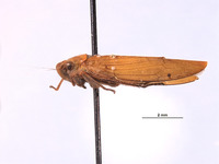 Paromenia rossi image