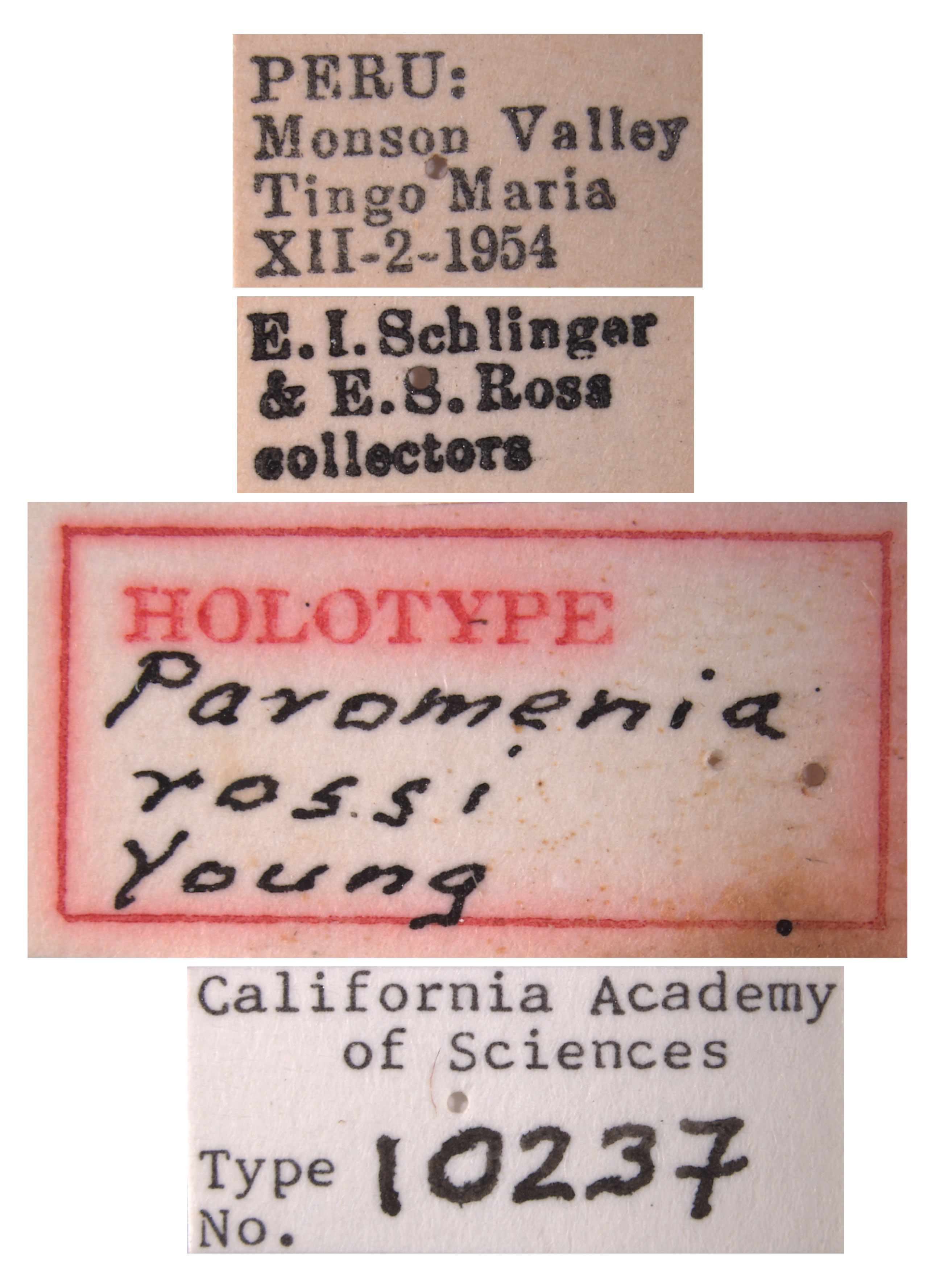 Paromenia rossi image