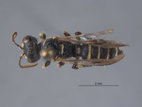 Cerceris neahminax image