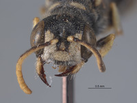 Cerceris neahminax image