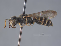 Cerceris neahminax image