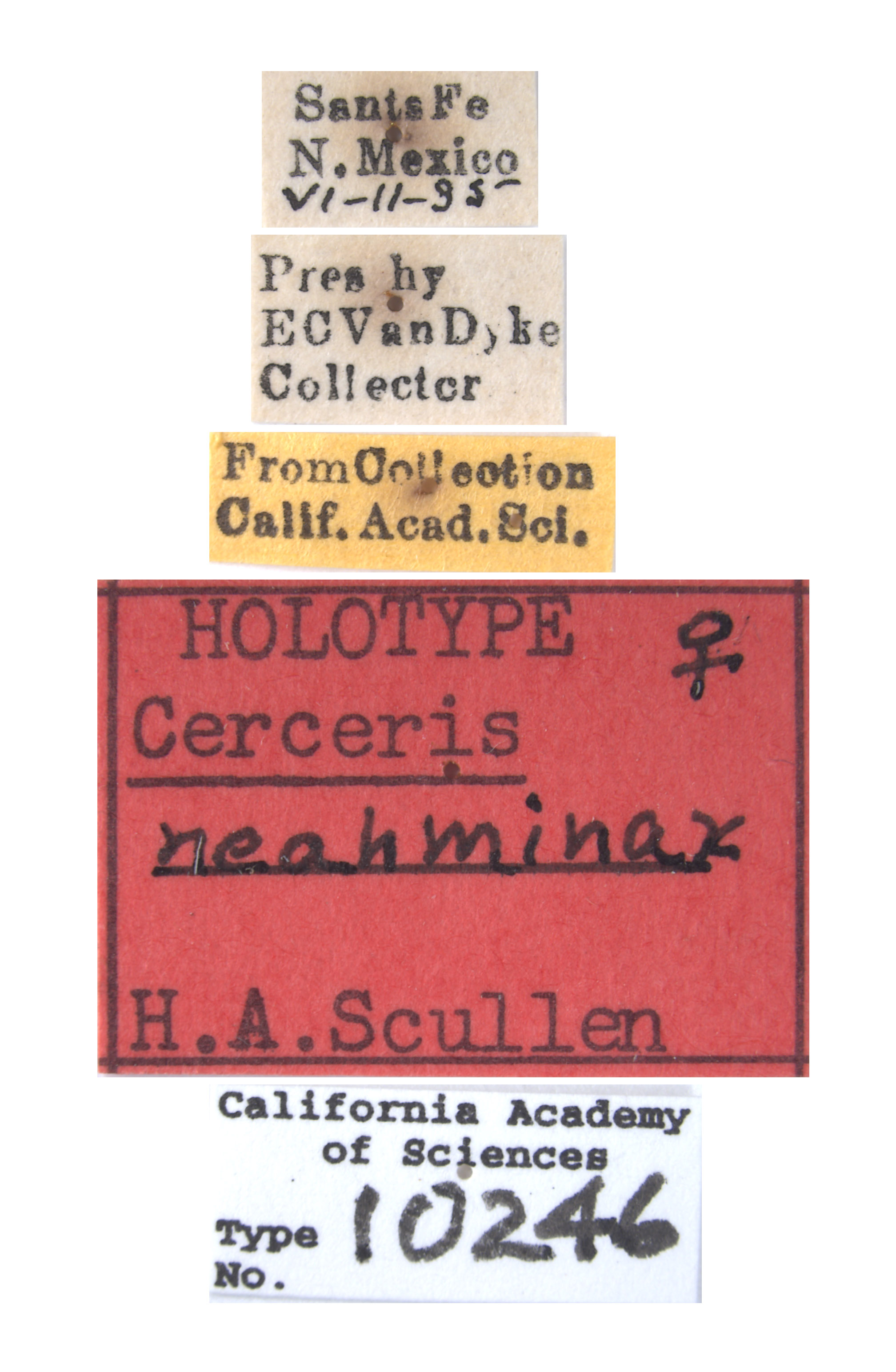 Cerceris neahminax image