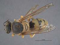 Bembix gillaspyi image