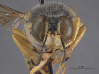 Bembix gillaspyi image