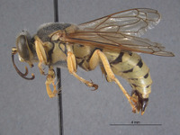 Bembix gillaspyi image