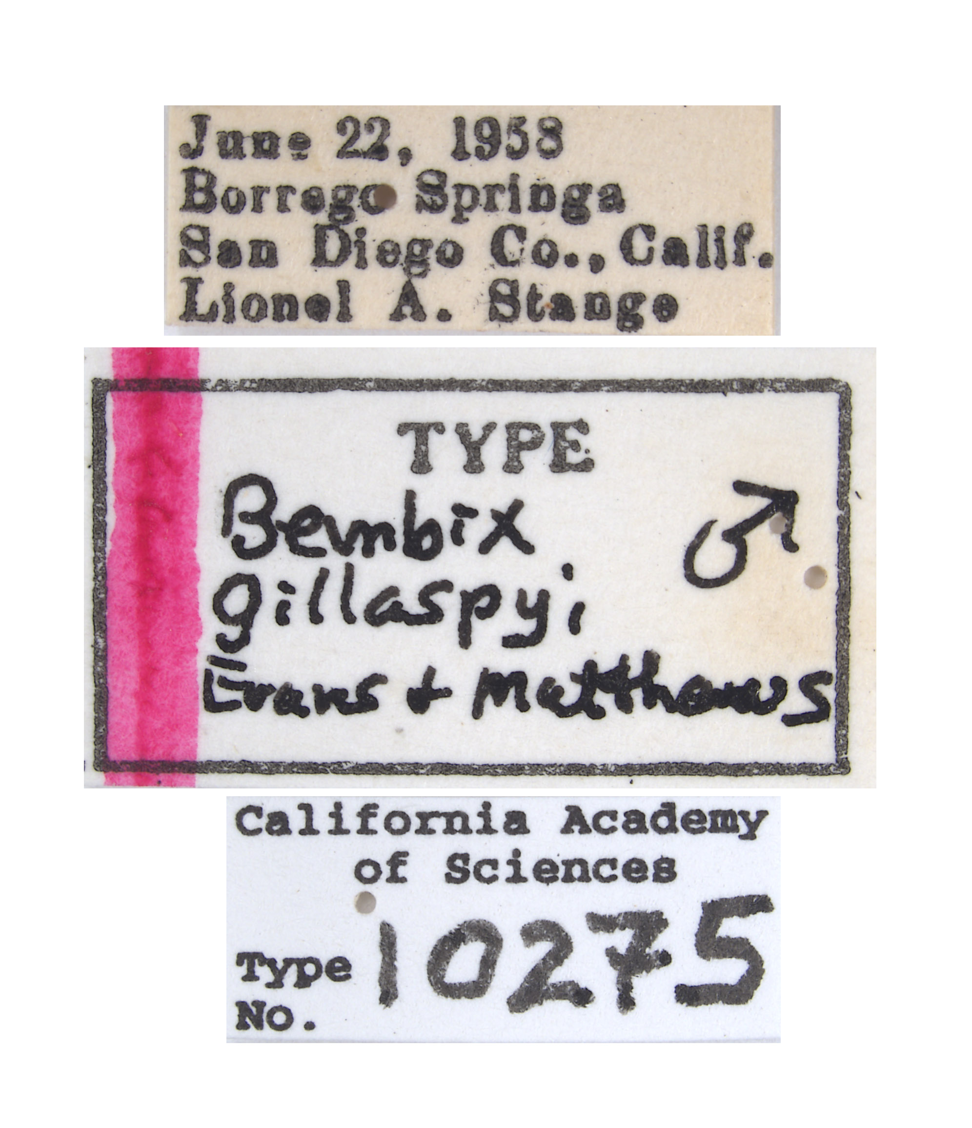 Bembix gillaspyi image