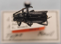 Image of Batyle knowltoni