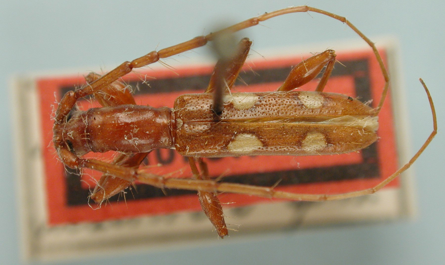 Neocompsa macrotricha image