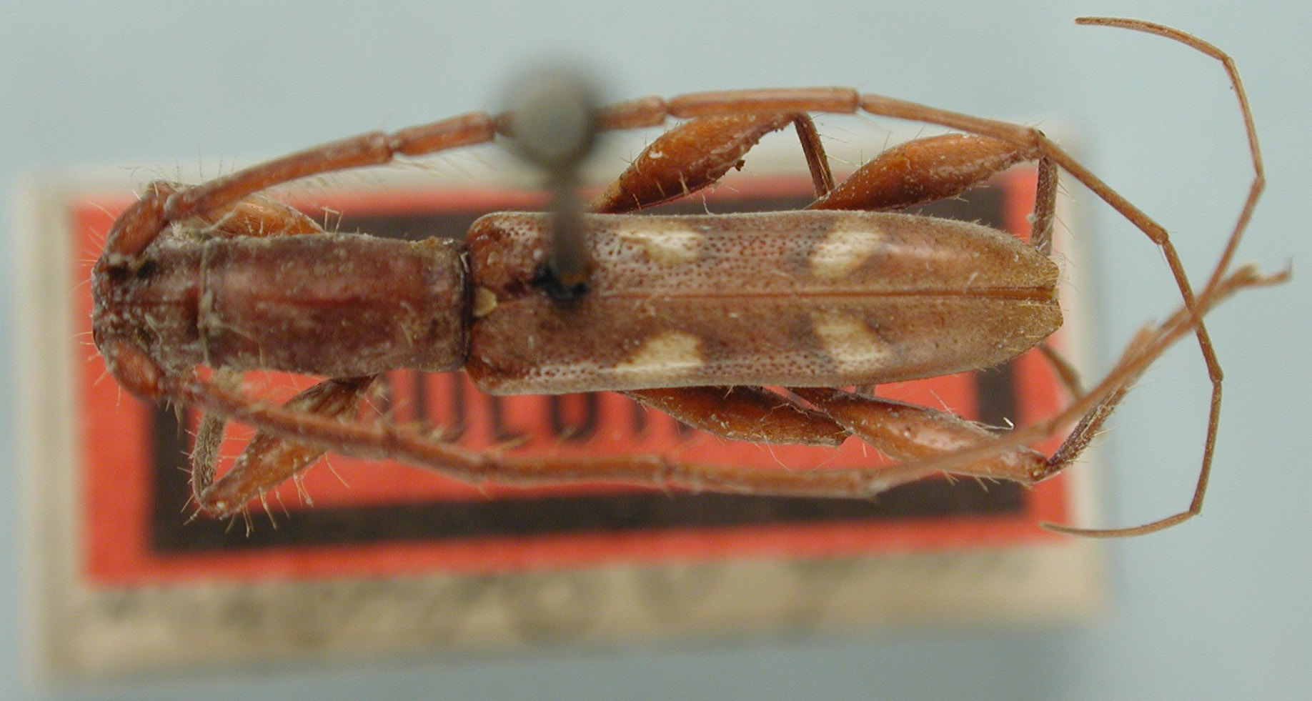 Neocompsa macroscina image