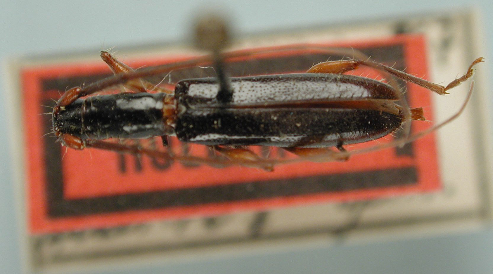 Neocompsa ptoma image