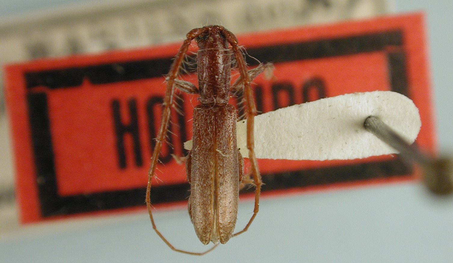 Neocompsa werneri image