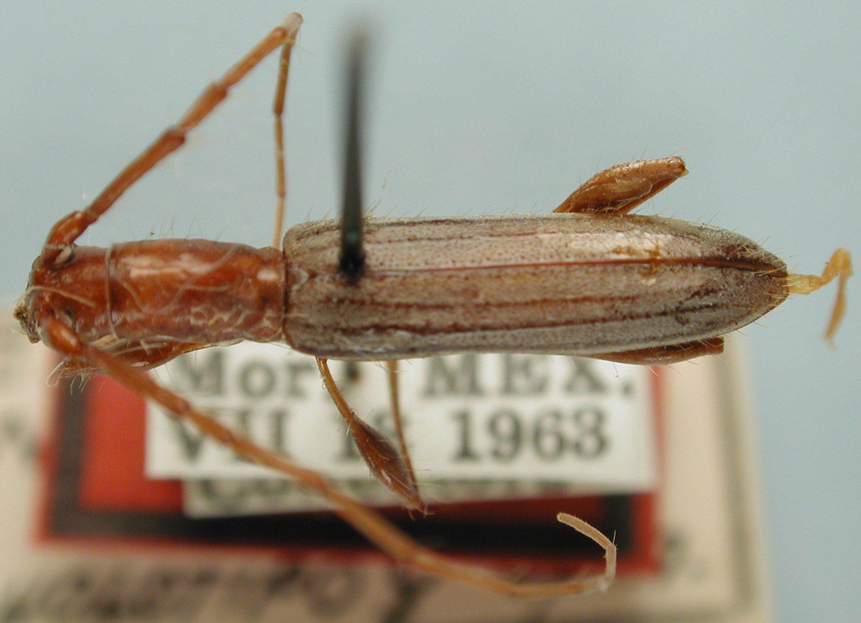 Neocompsa chemsaki image