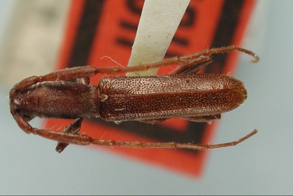 Xalitla genuina image