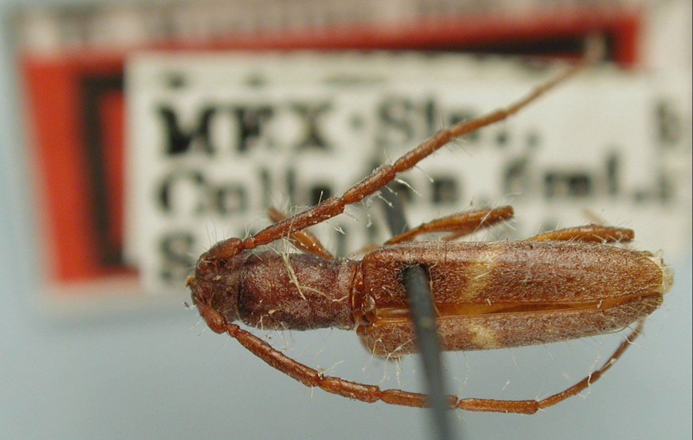 Heterachthes erineus image