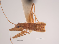 Nabis reductus image