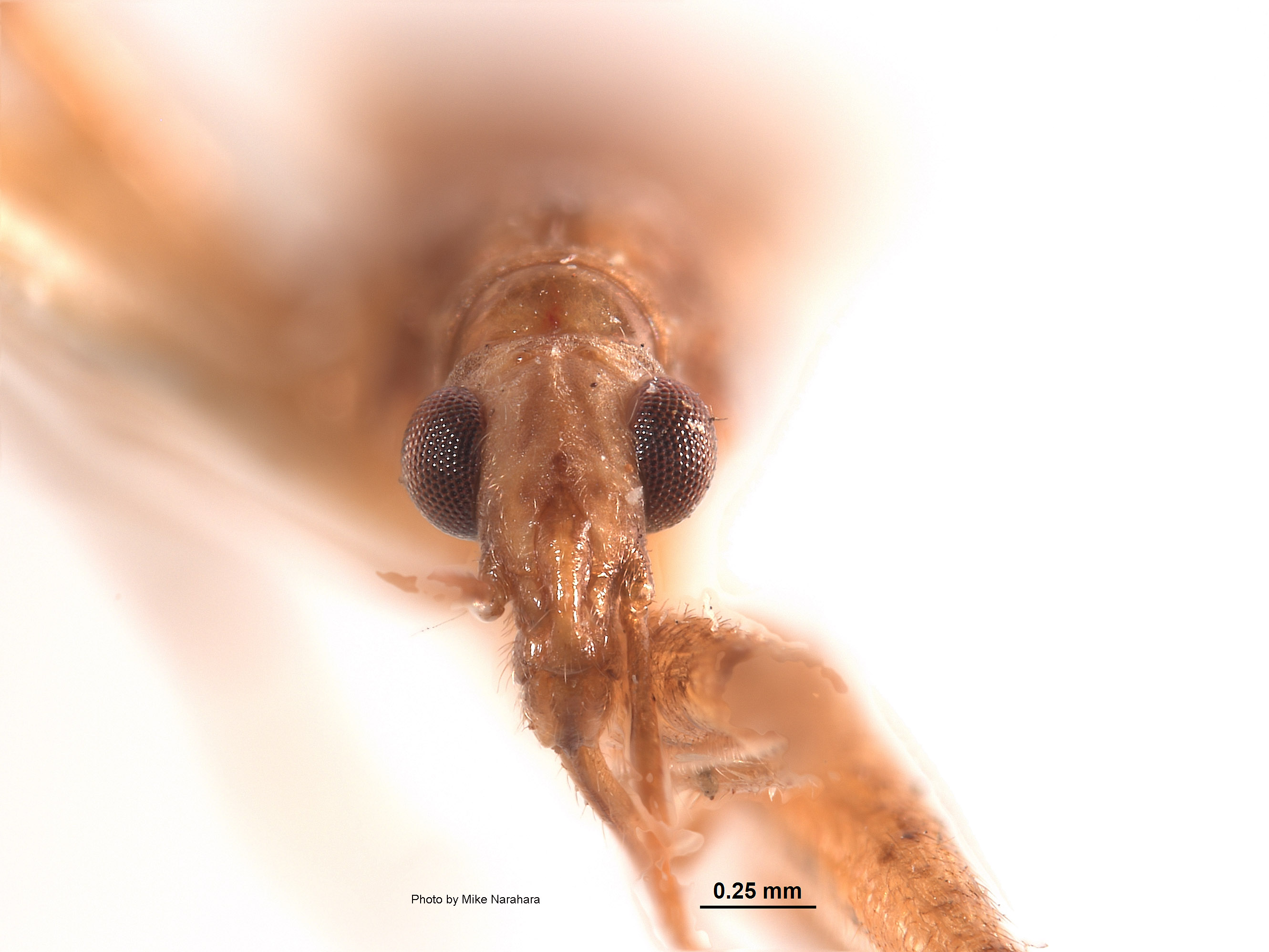 Nabis reductus image