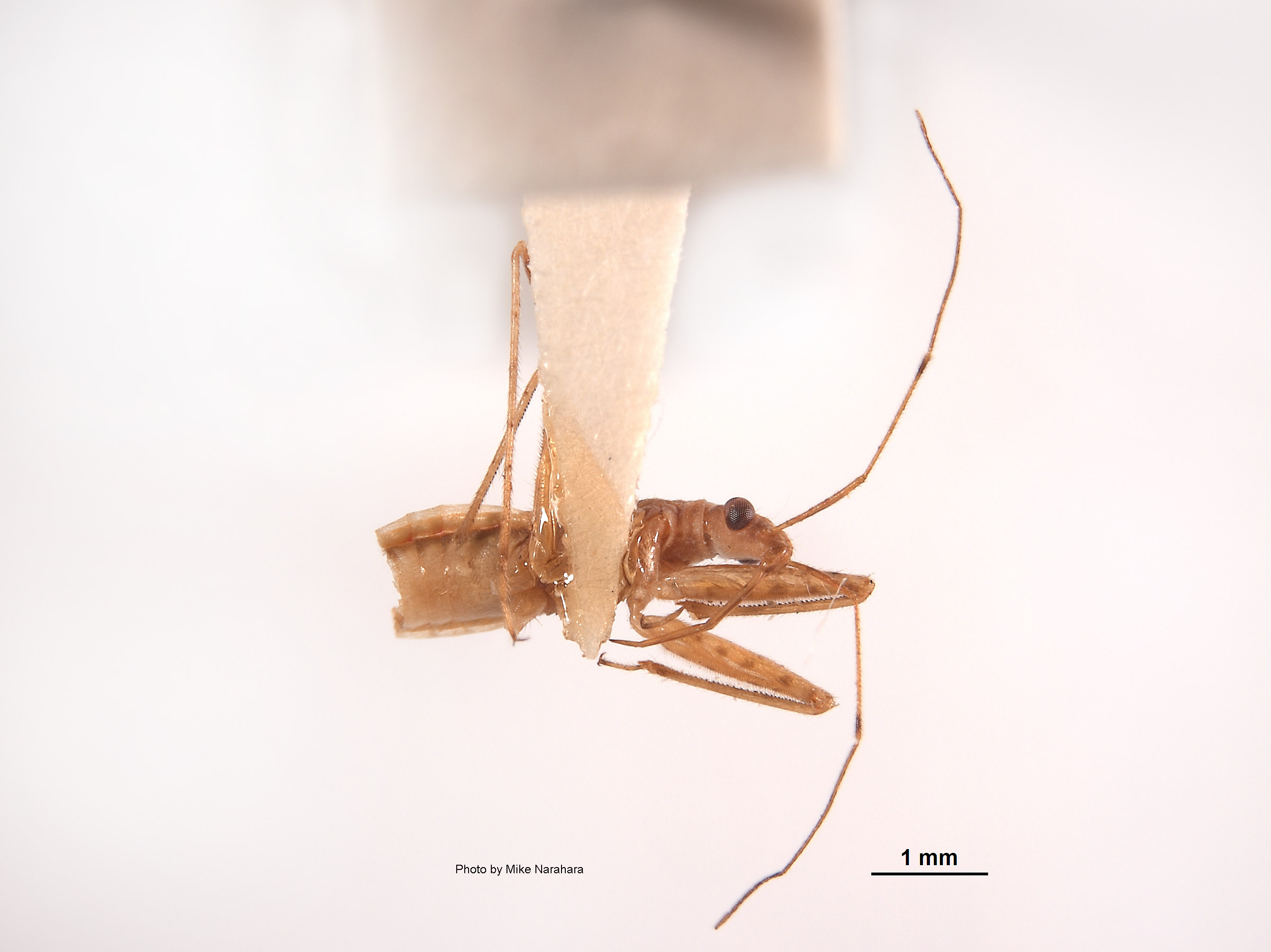 Nabis reductus image