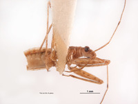 Nabis reductus image