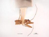 Nabis reductus image