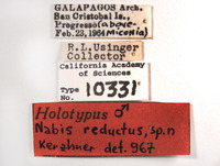 Nabis reductus image