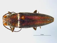 Hippomelas imperialis image