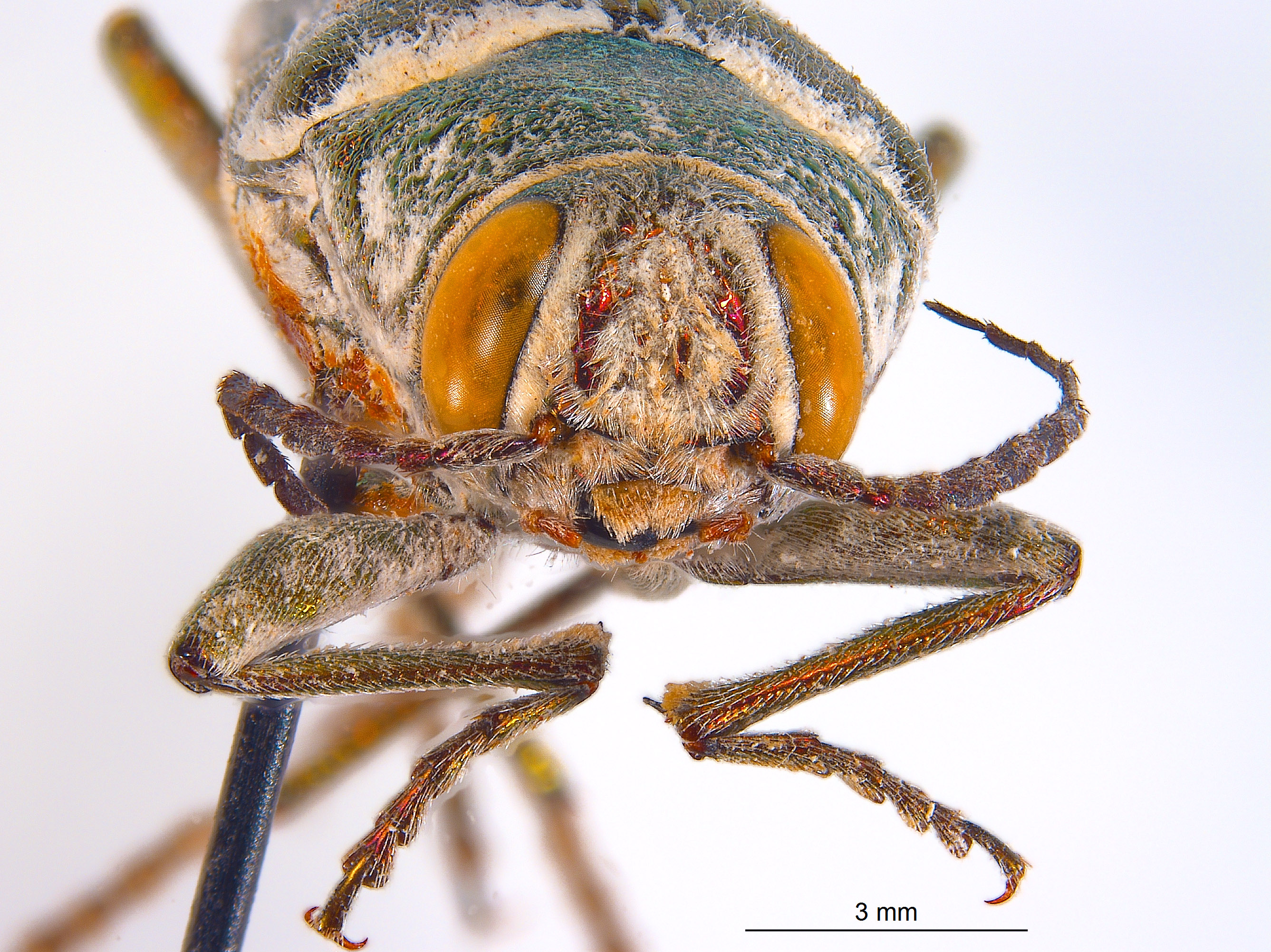 Hippomelas imperialis image