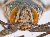Hippomelas imperialis image
